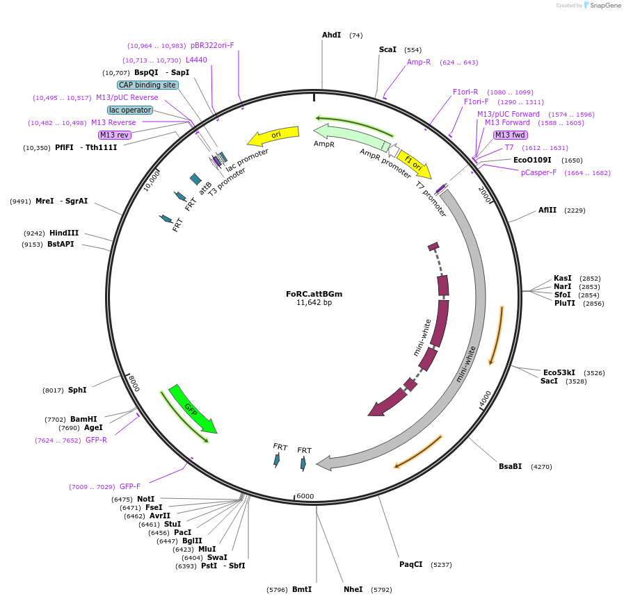 84588-plasmid-map-sequence-id-166565