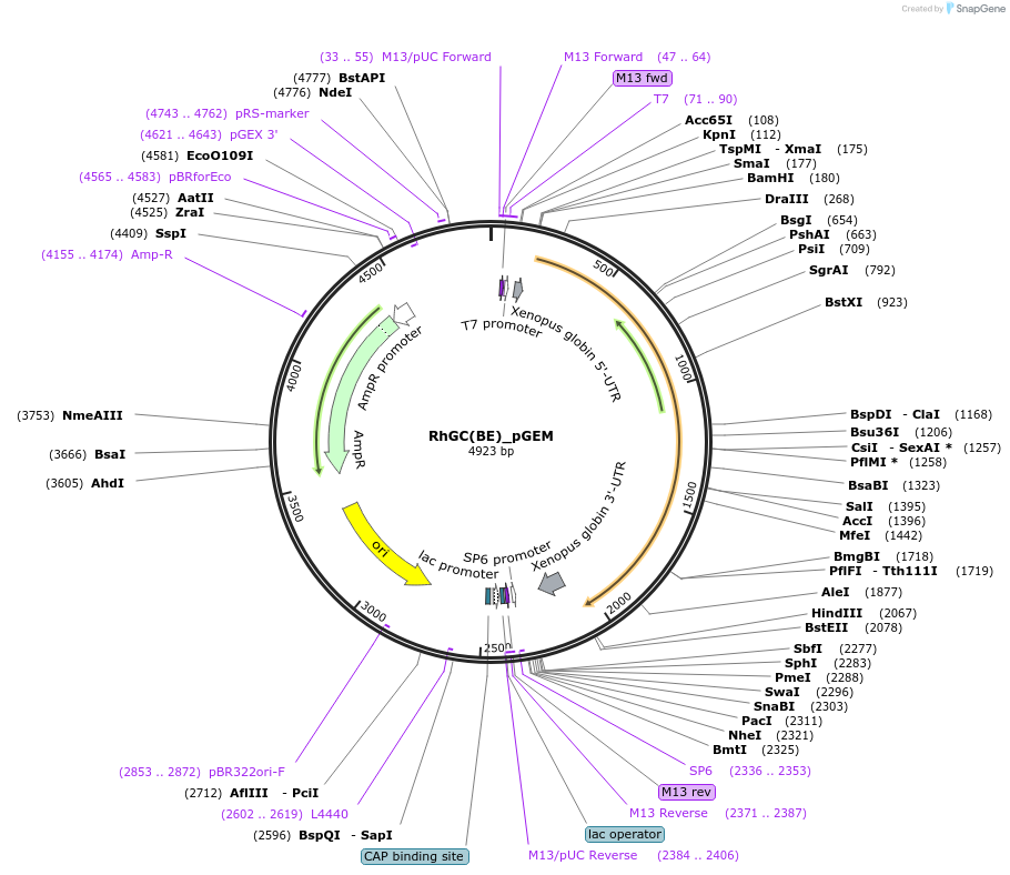 85469-plasmid-map-sequence-id-166567