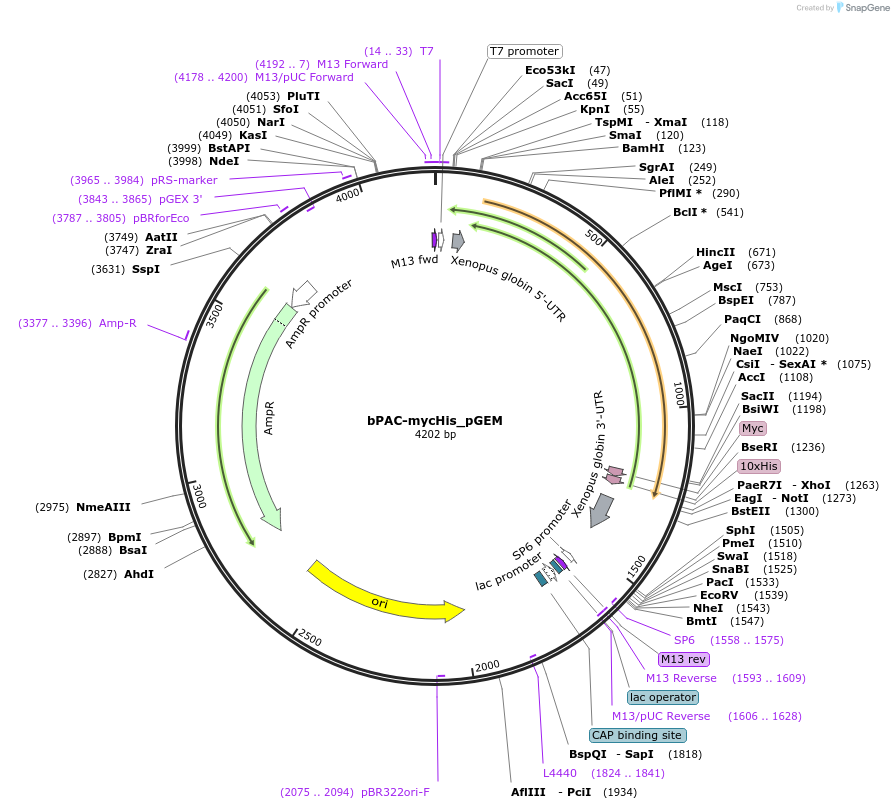 85468-plasmid-map-sequence-id-166569