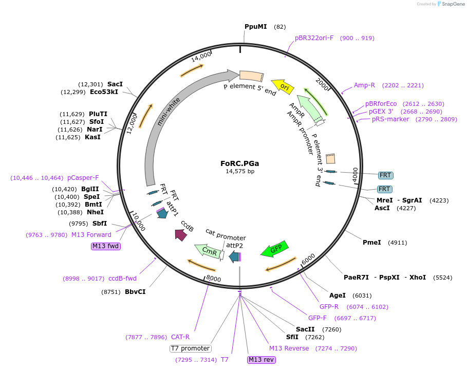 84584-plasmid-map-sequence-id-166579
