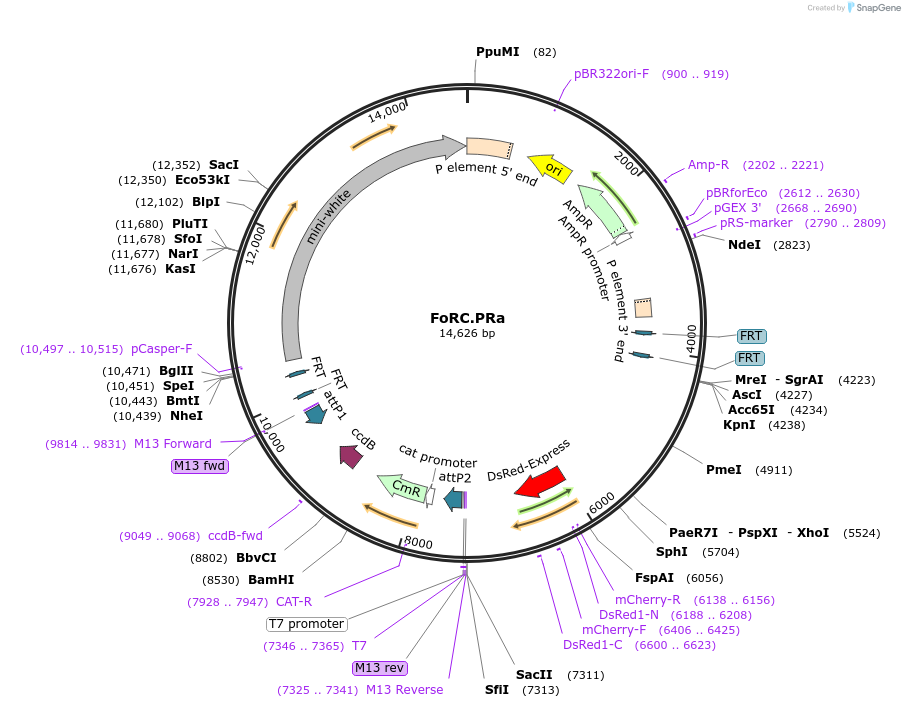 84585-plasmid-map-sequence-id-166585