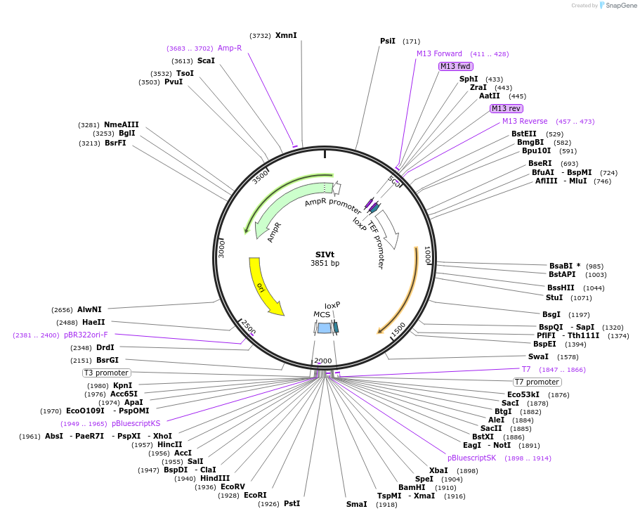 81092-plasmid-map-sequence-id-166603