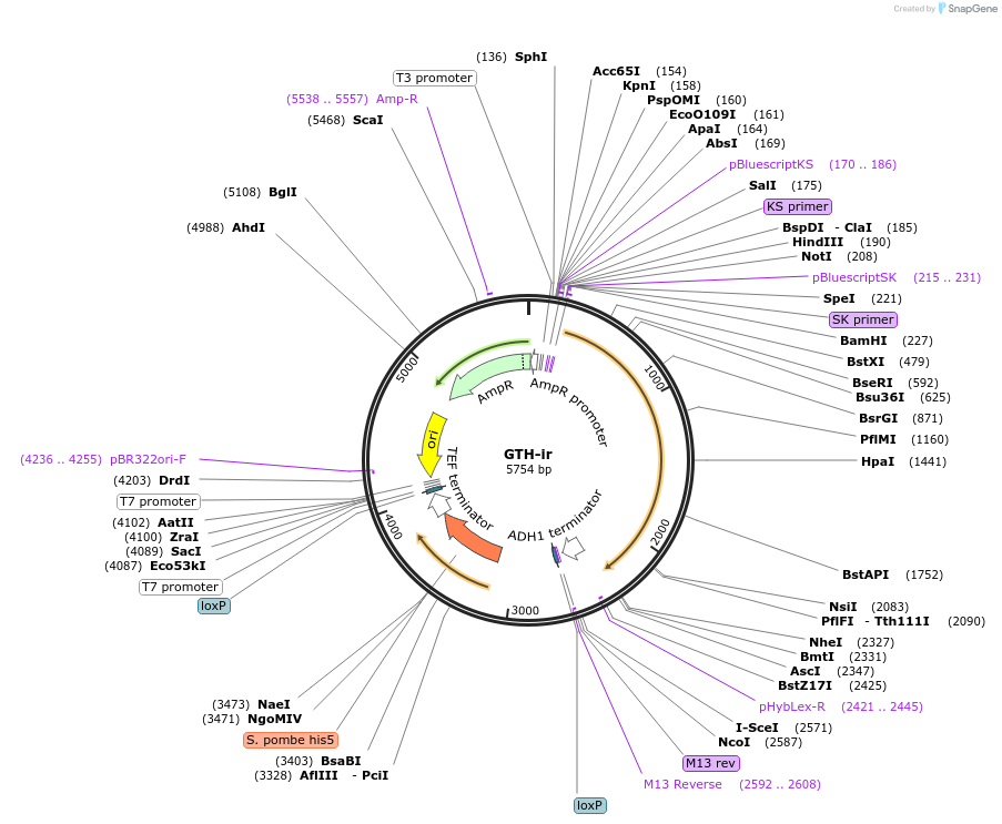 81107-plasmid-map-sequence-id-166610