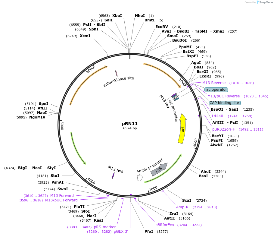 84455-plasmid-map-sequence-id-166624