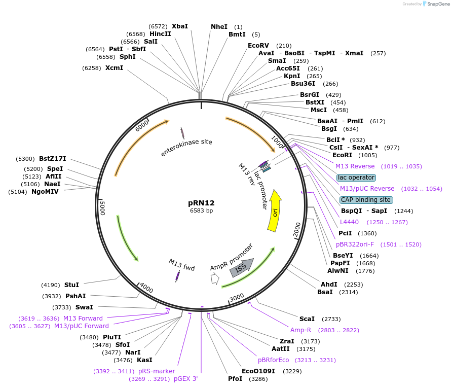 84456-plasmid-map-sequence-id-166627