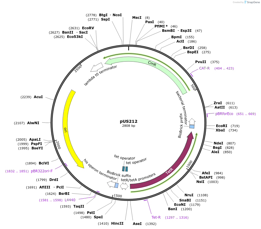 84580-plasmid-map-sequence-id-166638