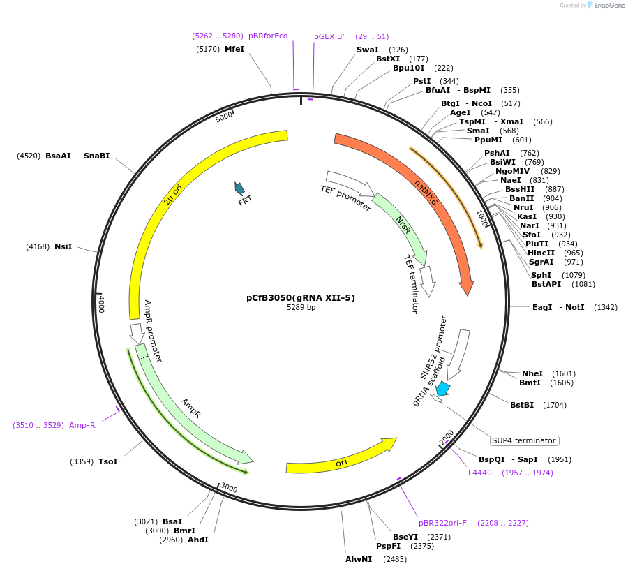 73292-plasmid-map-sequence-id-166661