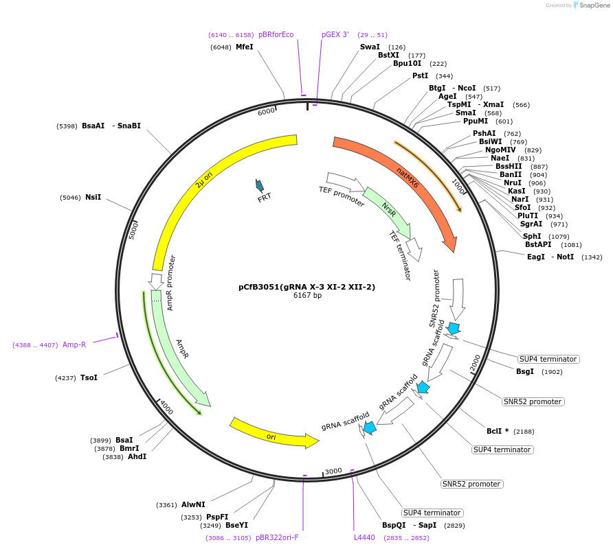 73293-plasmid-map-sequence-id-166662