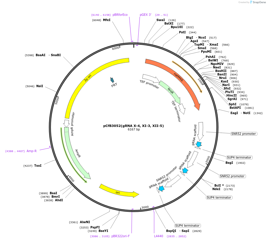 73294-plasmid-map-sequence-id-166663