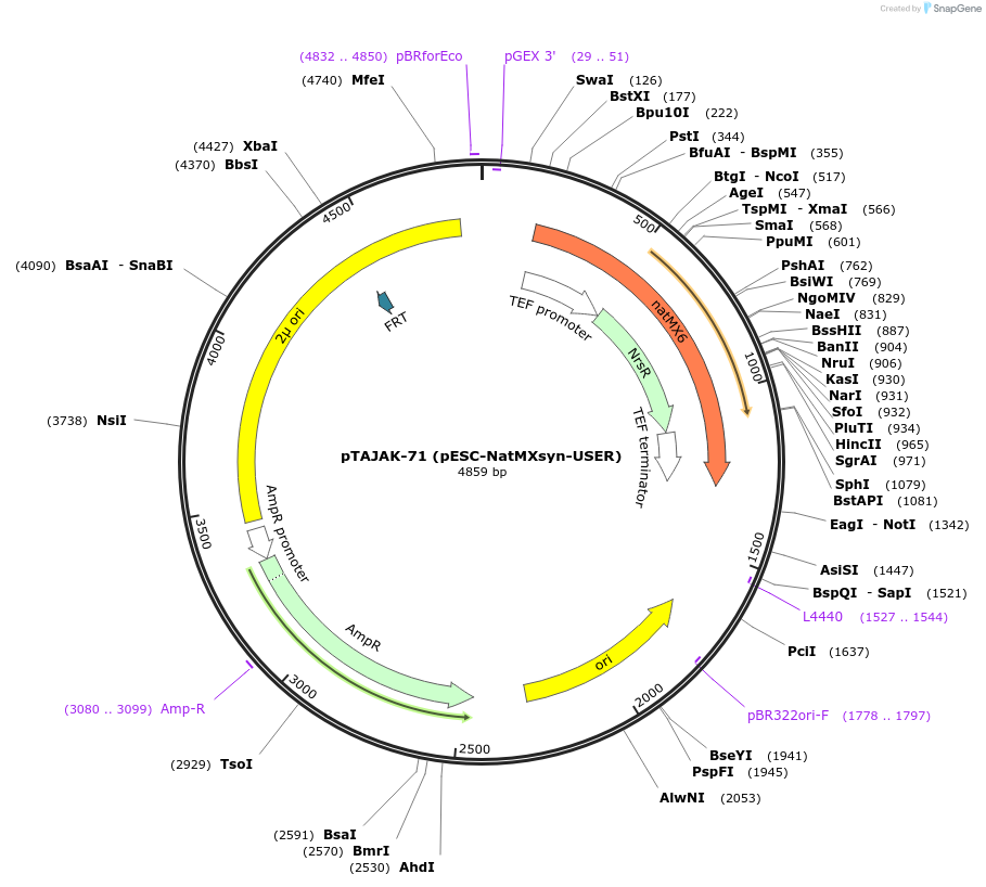 78232-plasmid-map-sequence-id-166665