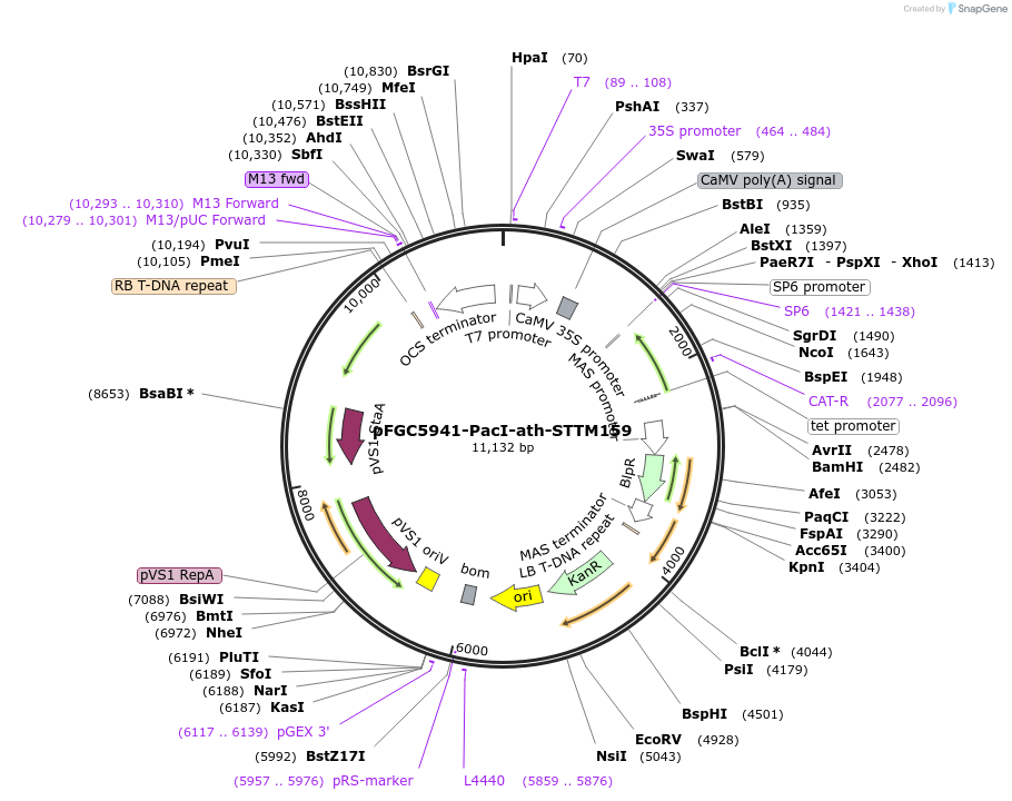 84084-plasmid-map-sequence-id-166688