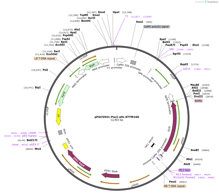 84085-plasmid-map-sequence-id-166691