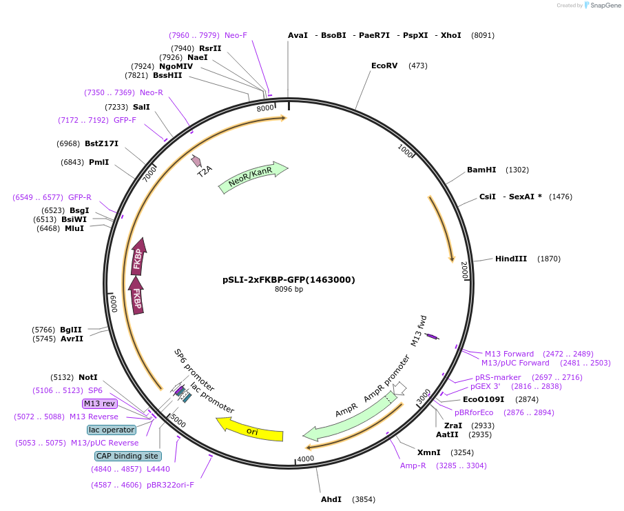 85789-plasmid-map-sequence-id-166704