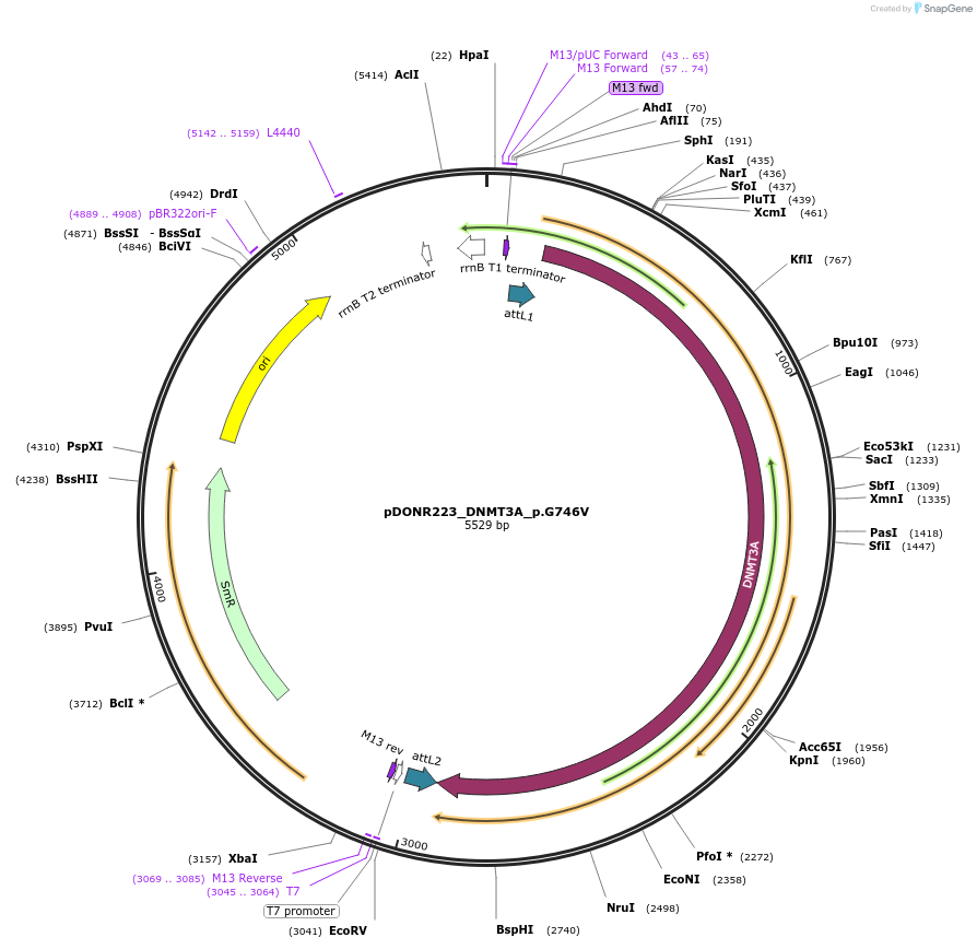 81545-plasmid-map-sequence-id-166707