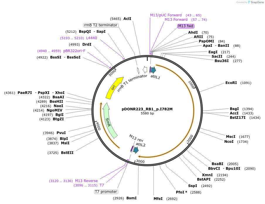 81547-plasmid-map-sequence-id-166710