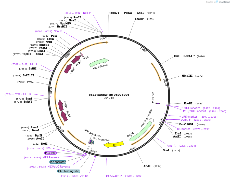85790-plasmid-map-sequence-id-166712