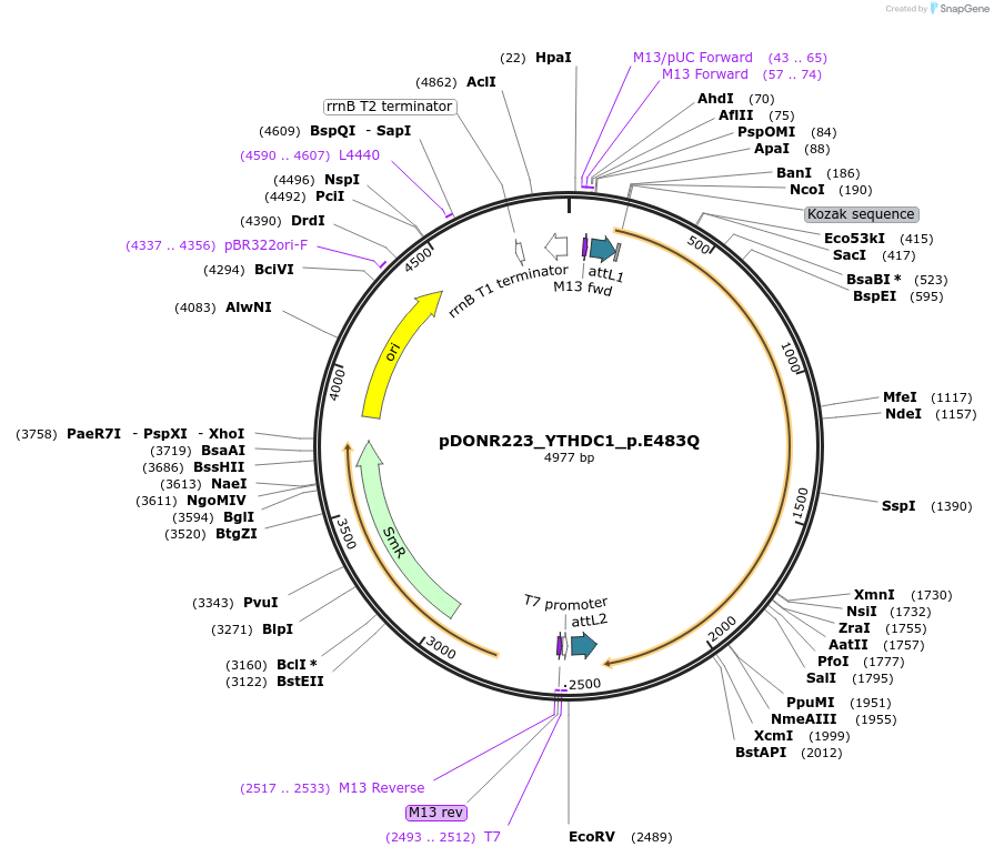 81551-plasmid-map-sequence-id-166723