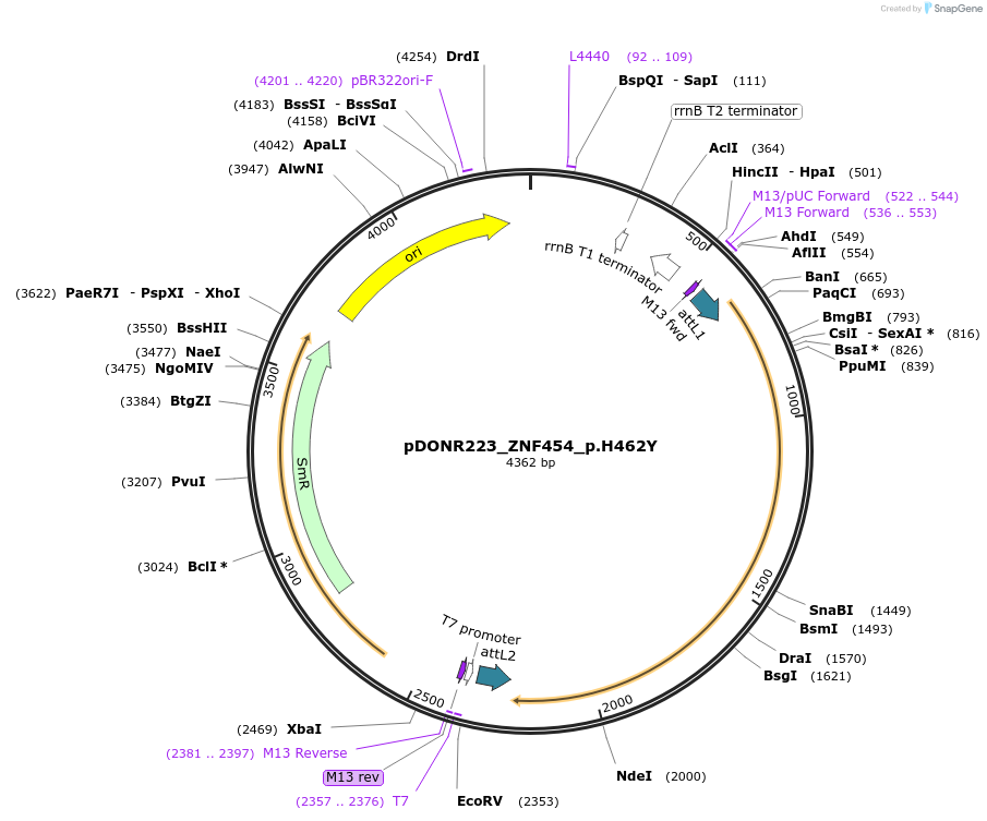 81445-plasmid-map-sequence-id-166732