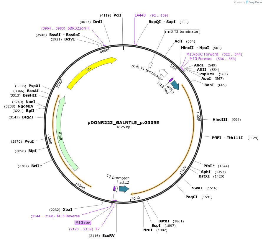 81449-plasmid-map-sequence-id-166748