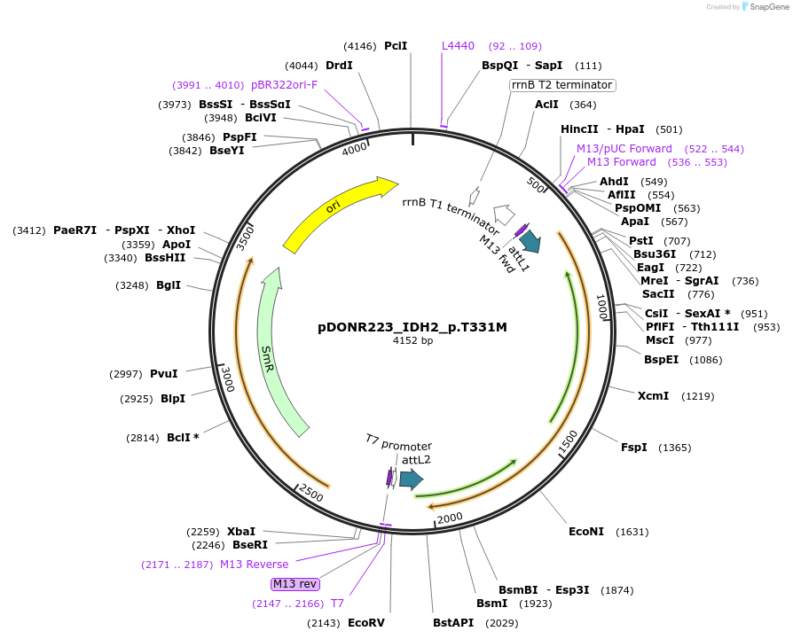 81450-plasmid-map-sequence-id-166750