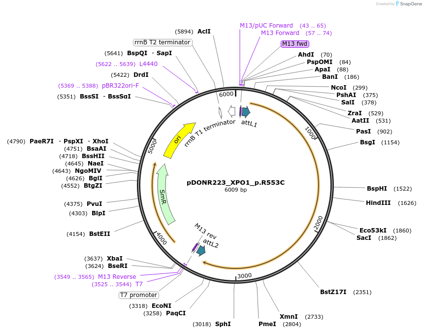 81555-plasmid-map-sequence-id-166756