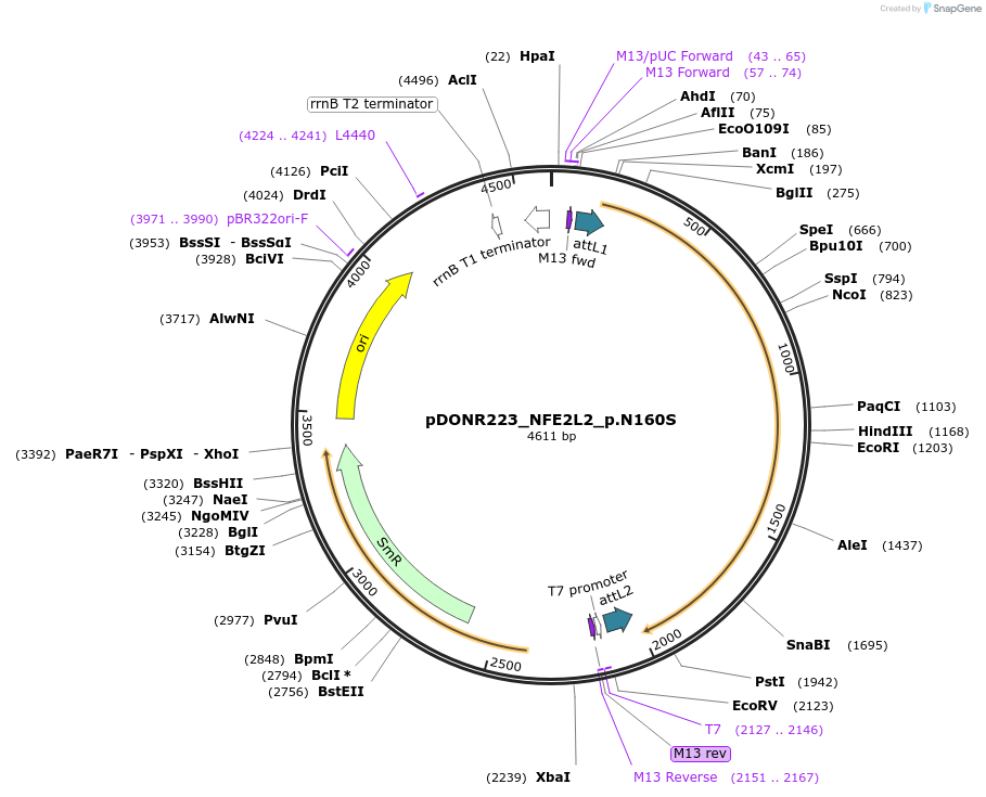 81558-plasmid-map-sequence-id-166763