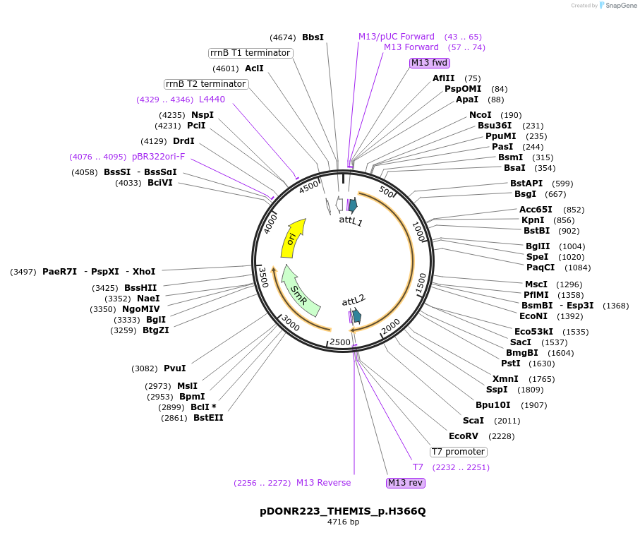 81560-plasmid-map-sequence-id-166769