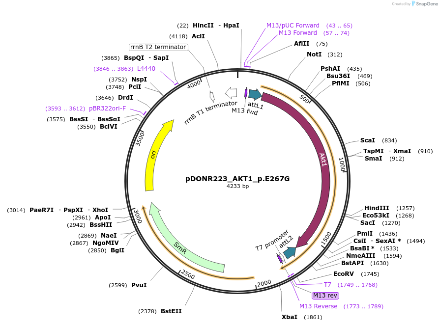 81561-plasmid-map-sequence-id-166772