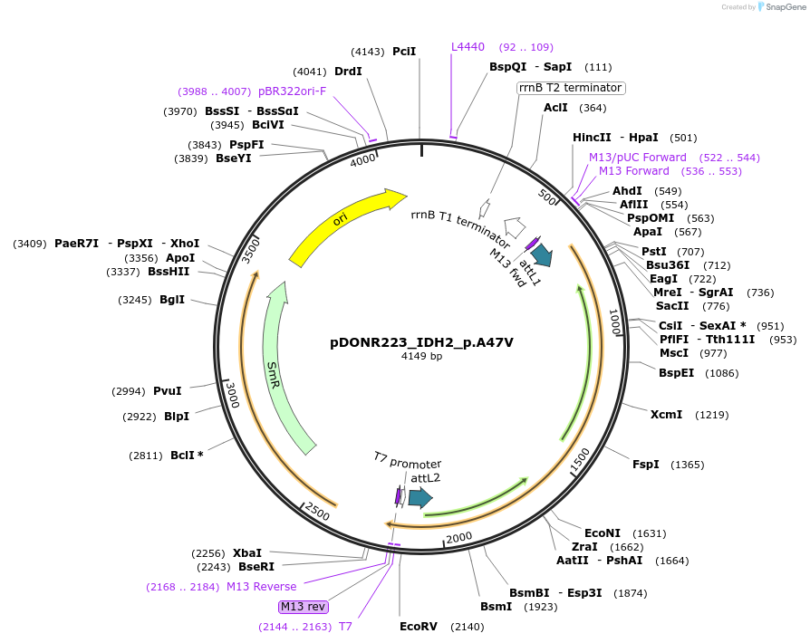 81455-plasmid-map-sequence-id-166783