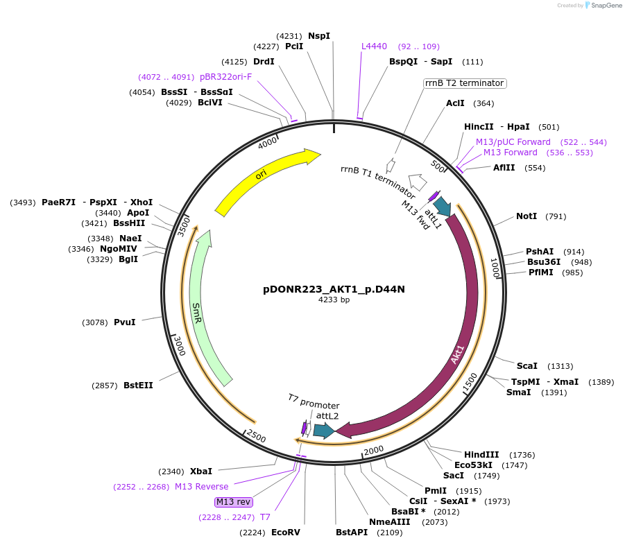 81456-plasmid-map-sequence-id-166784
