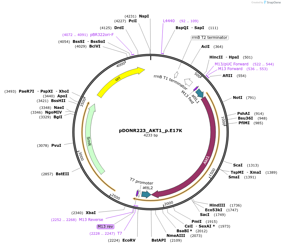 81459-plasmid-map-sequence-id-166787