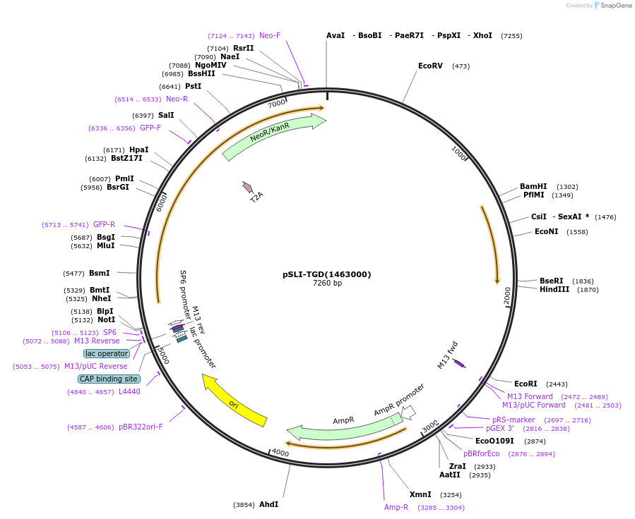 85791-plasmid-map-sequence-id-166790
