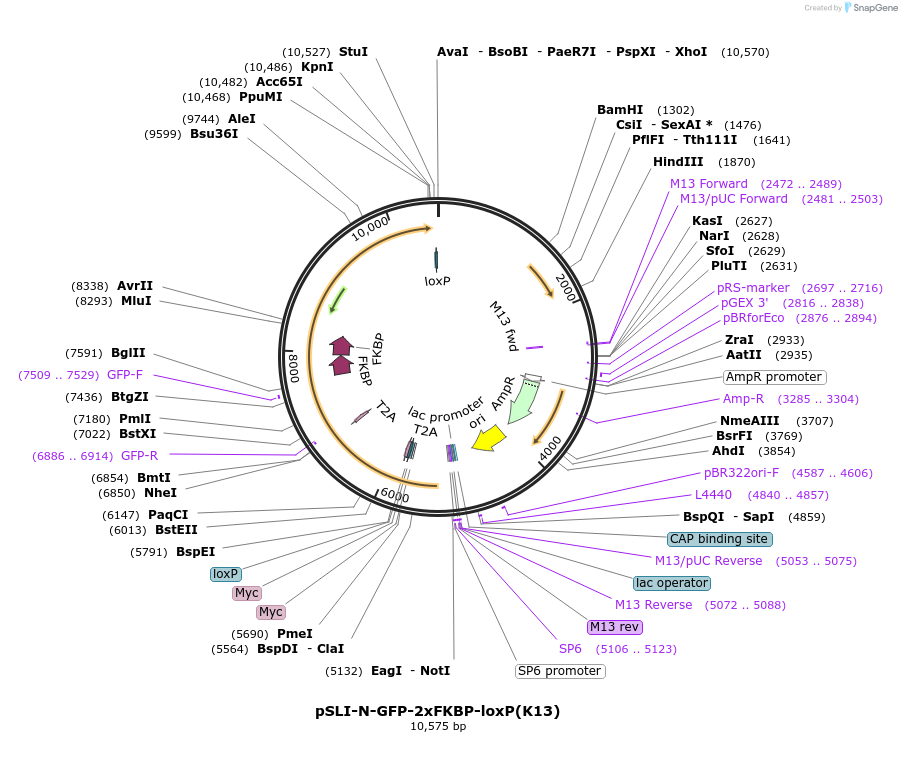 85792-plasmid-map-sequence-id-166793