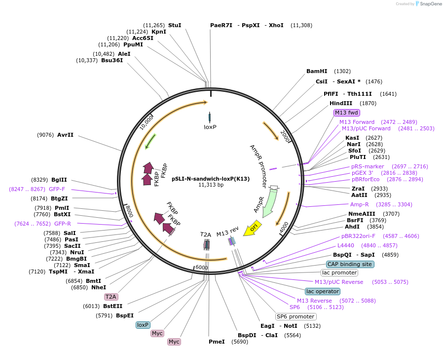 85793-plasmid-map-sequence-id-166797