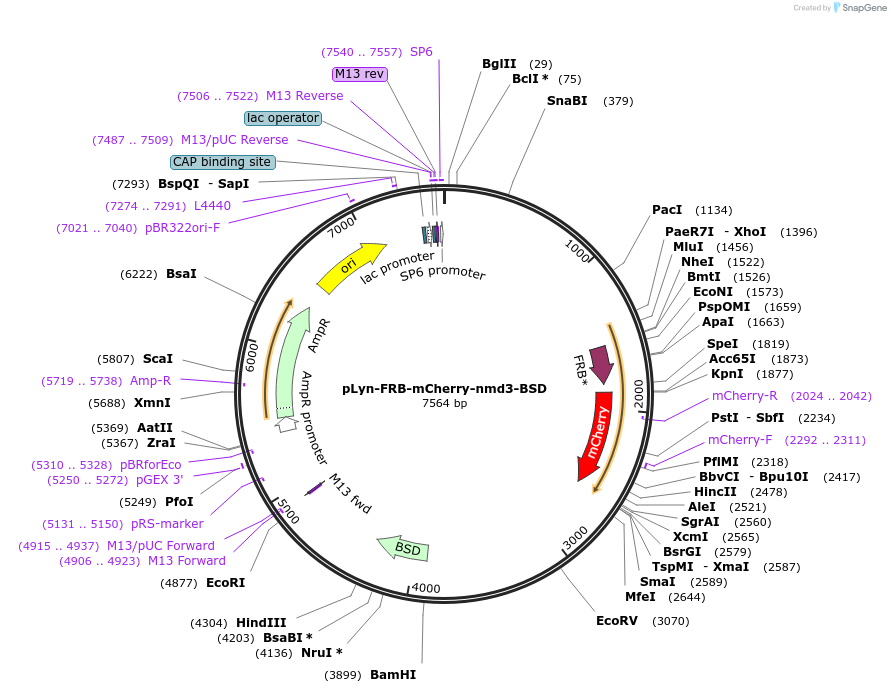 85796-plasmid-map-sequence-id-166804