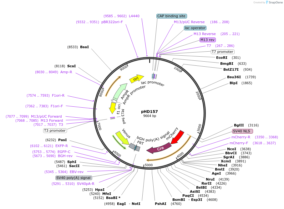 84033-plasmid-map-sequence-id-166816