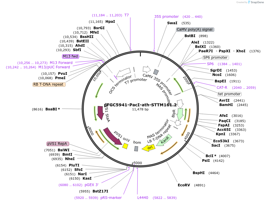 84087-plasmid-map-sequence-id-166820