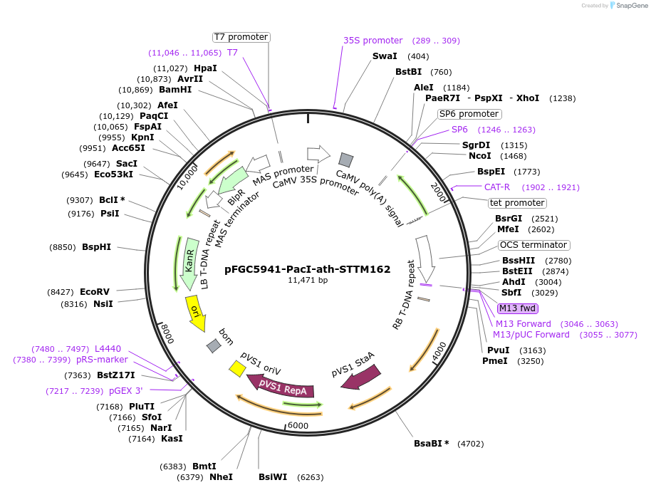 84088-plasmid-map-sequence-id-166822