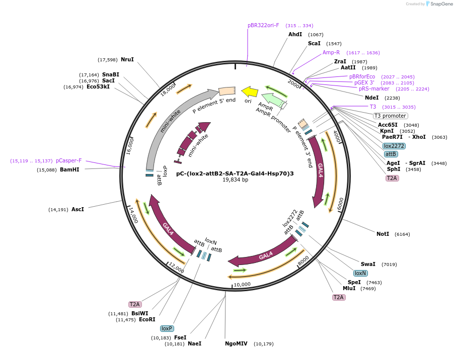 62957-plasmid-map-sequence-id-166834