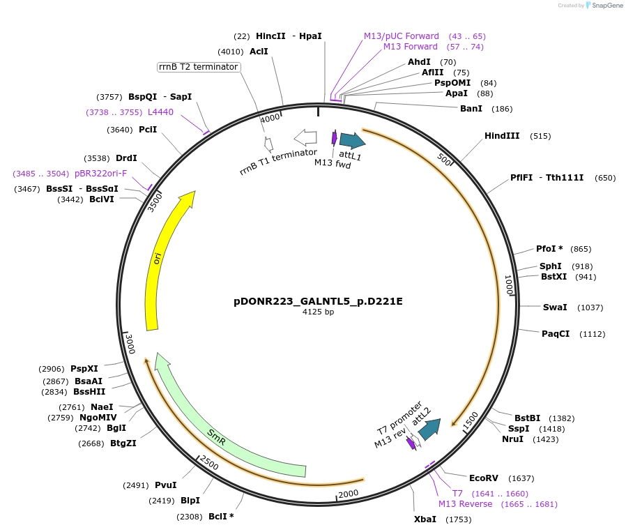 81563-plasmid-map-sequence-id-166909