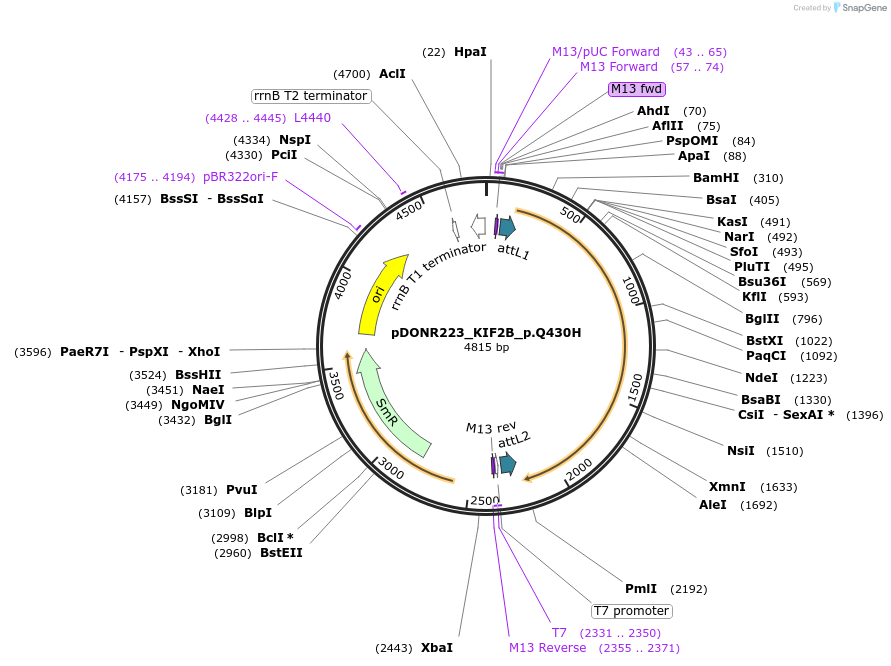 81565-plasmid-map-sequence-id-166918