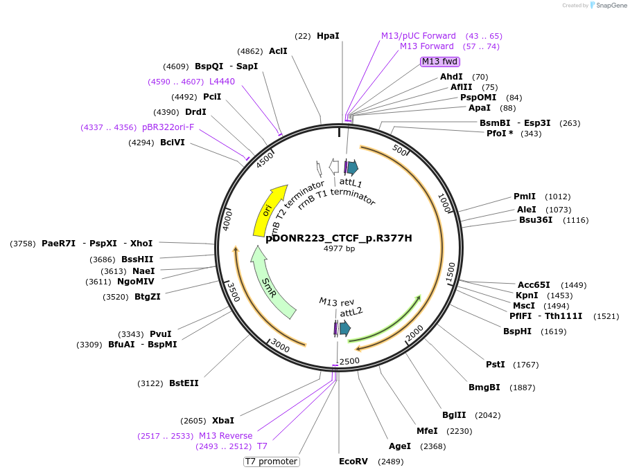 81566-plasmid-map-sequence-id-166921