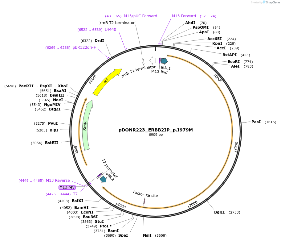 81568-plasmid-map-sequence-id-166929