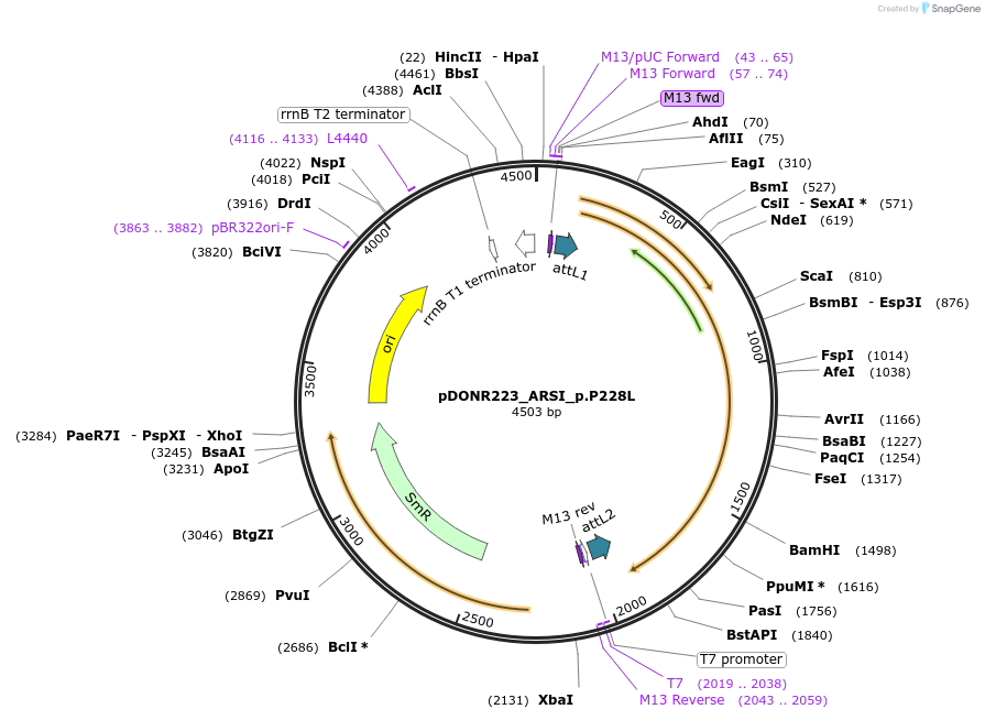 81569-plasmid-map-sequence-id-166932