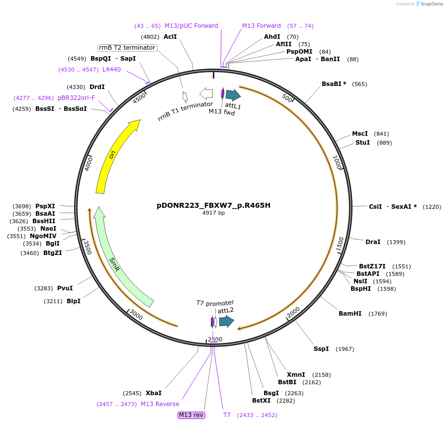 81571-plasmid-map-sequence-id-166936