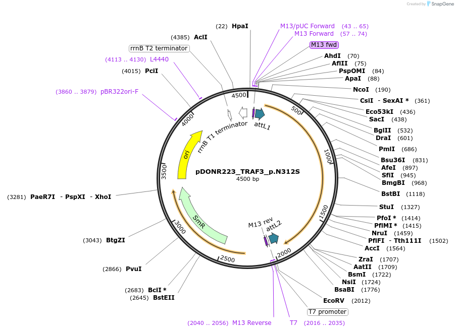 81574-plasmid-map-sequence-id-166945