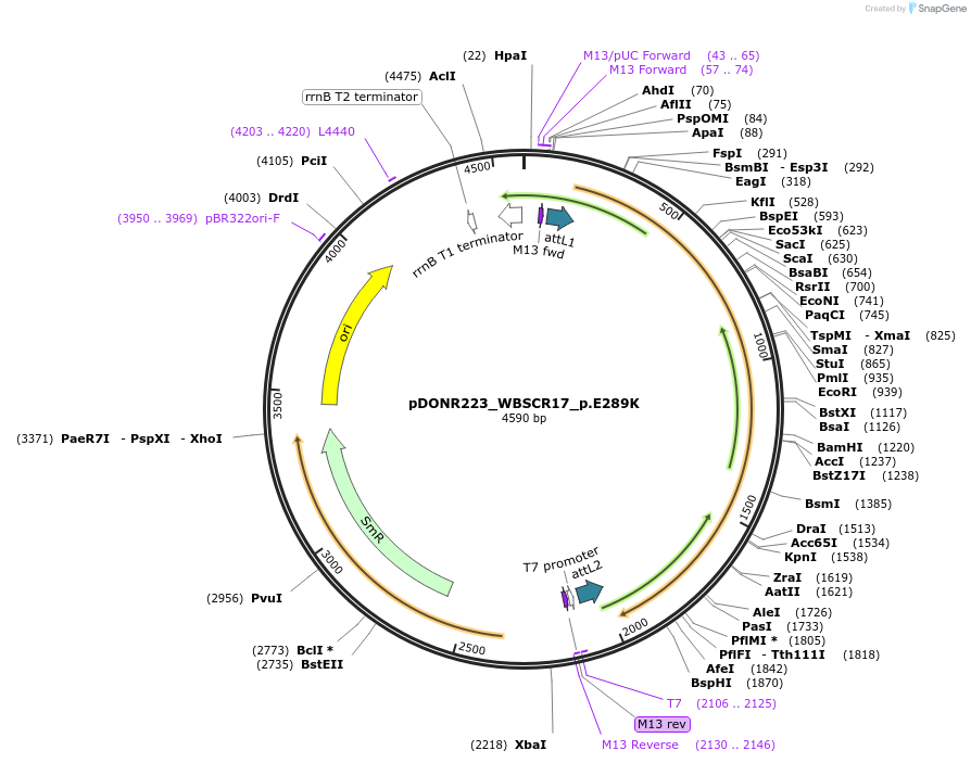81575-plasmid-map-sequence-id-166947