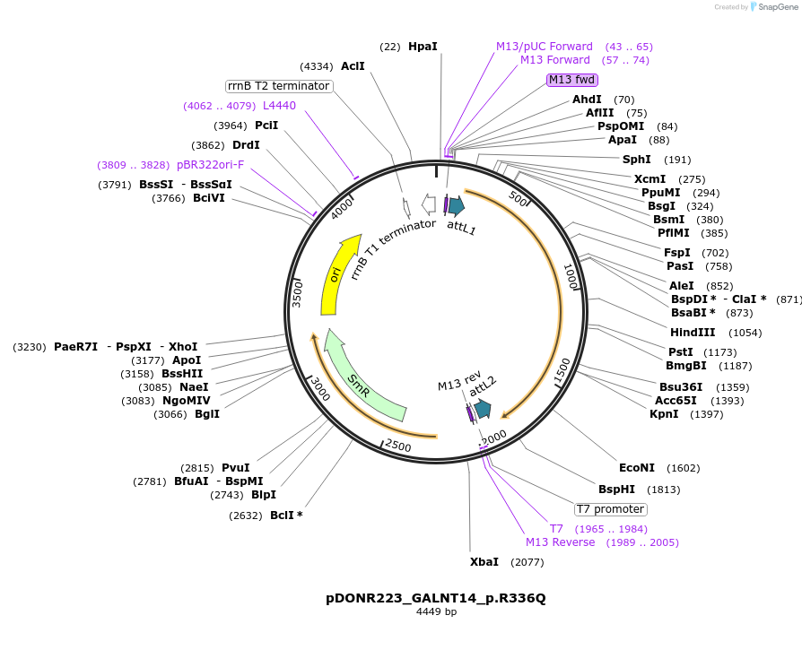 81577-plasmid-map-sequence-id-166950