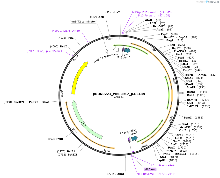 81579-plasmid-map-sequence-id-167011