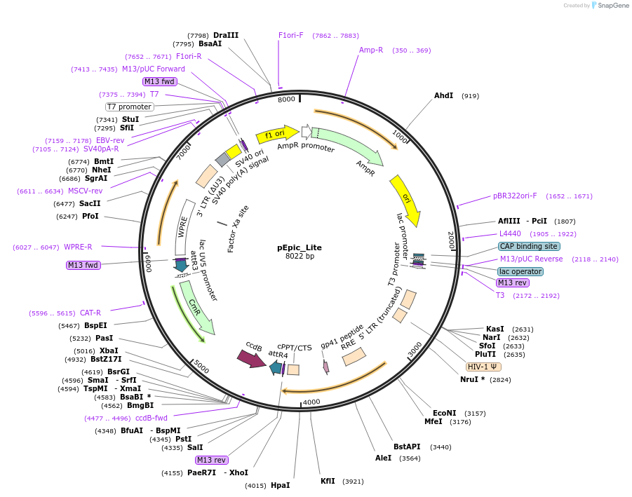 84373-plasmid-map-sequence-id-167023